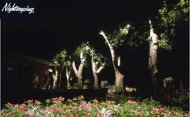 Beleuchtung - Baumreihe