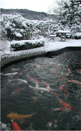 Teich - Koiteich im Winter